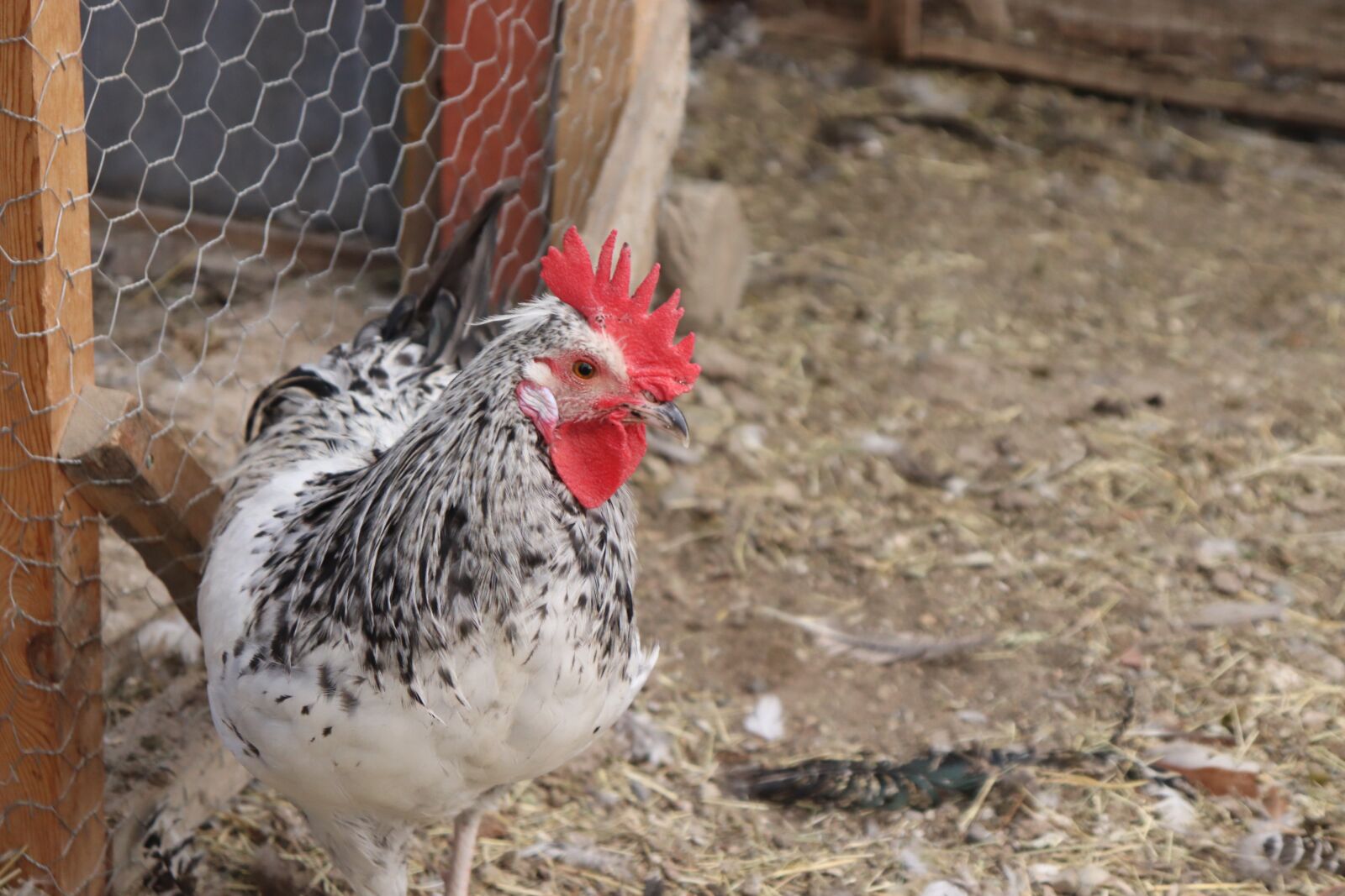 Canon EF-S 18-55mm F4-5.6 IS STM sample photo. Wyandotte, trump, poultry photography