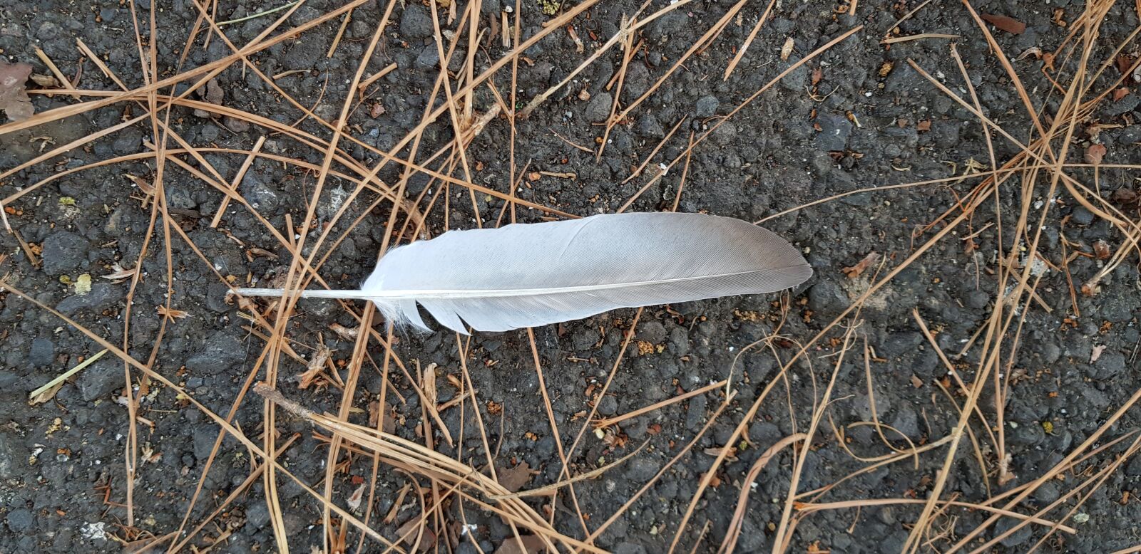 Samsung Galaxy S8 sample photo. Pen, asphalt, soft photography