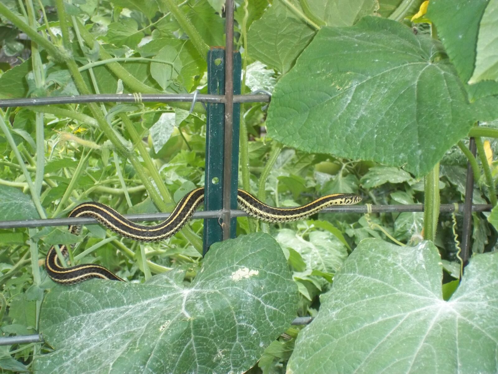 Kodak EASYSHARE M530 DIGITAL CAMERA sample photo. Cucumbers, garter, snake, trellis photography