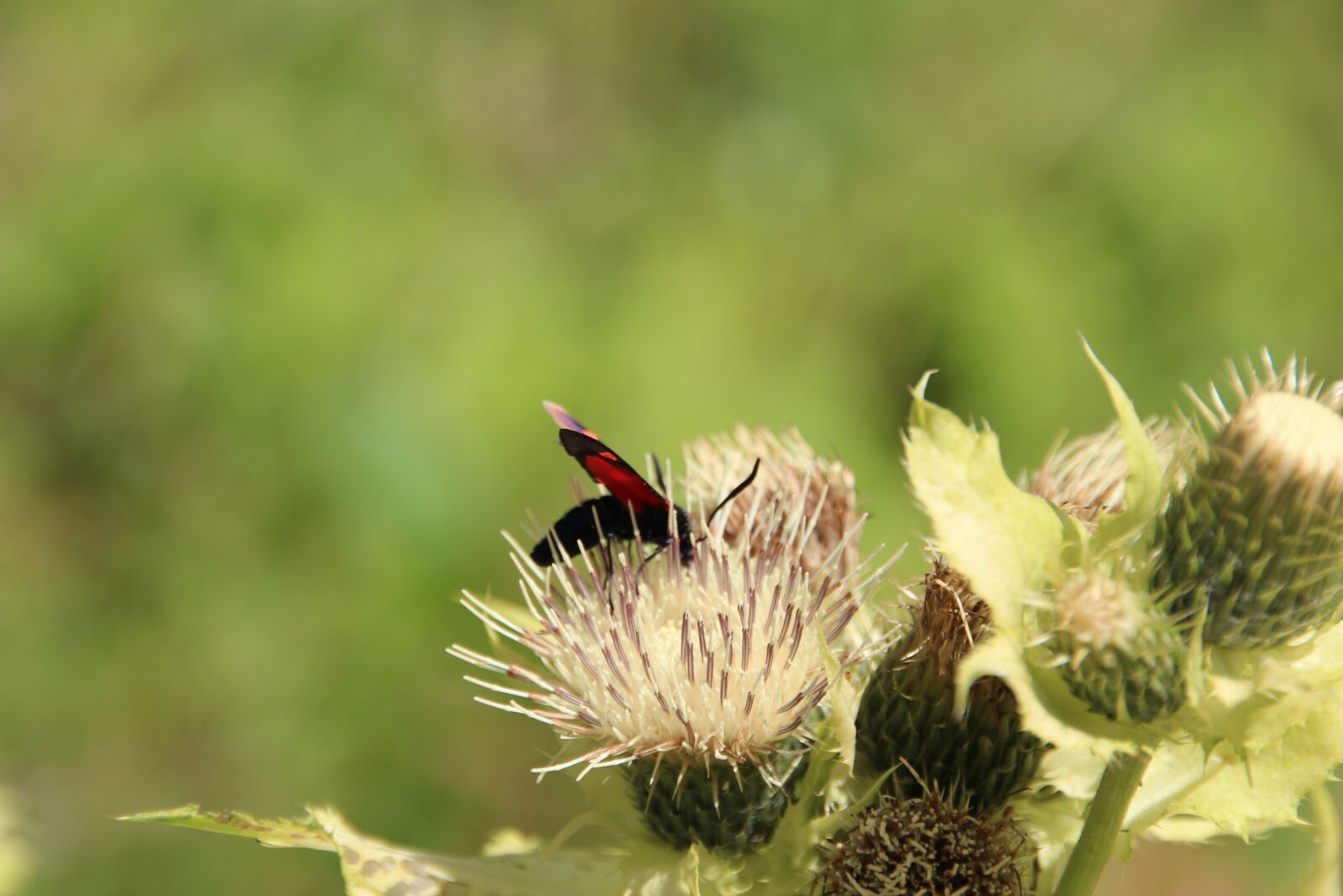 Canon EOS 600D (Rebel EOS T3i / EOS Kiss X5) sample photo. Insect, flower, meadow photography