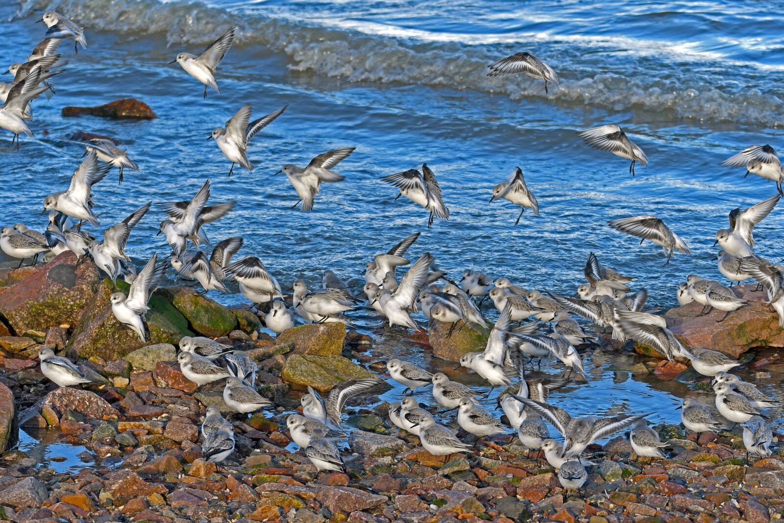 Nikon D500 sample photo. Sanderlings, landing, calidris alba photography