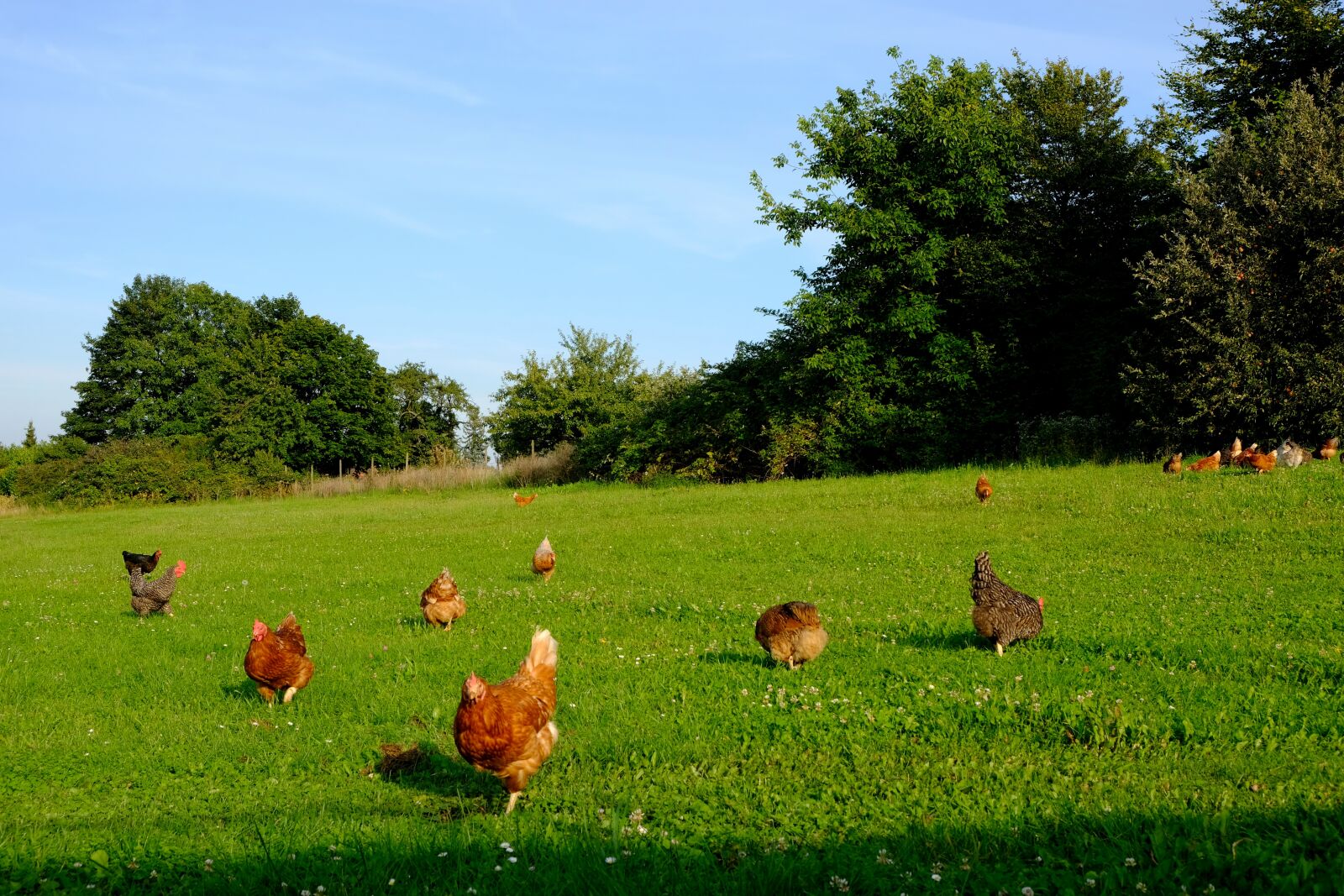 Fujifilm X-T20 sample photo. Chickens, poultry, animal photography