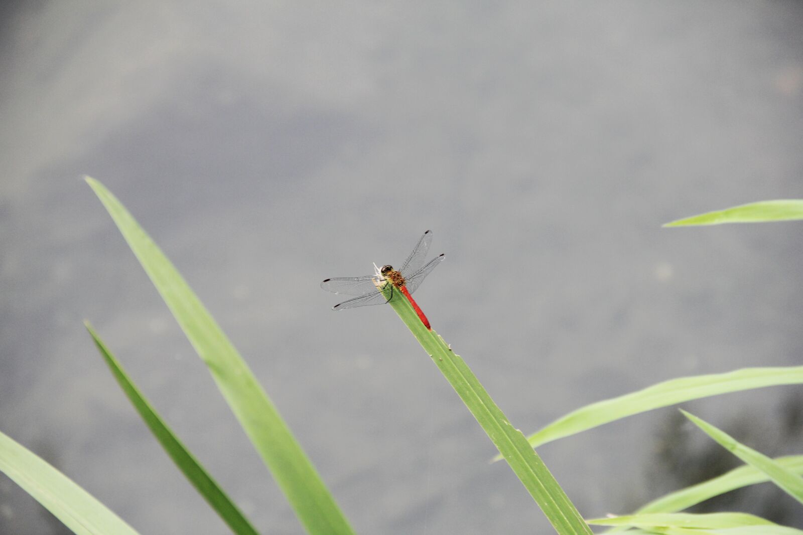 Canon EOS 60D sample photo. Dragonfly, water, leaves of photography