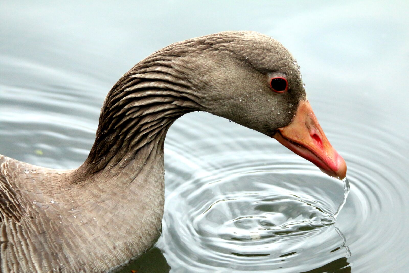 Canon EOS 70D sample photo. Greylag goose, bird, drinking photography