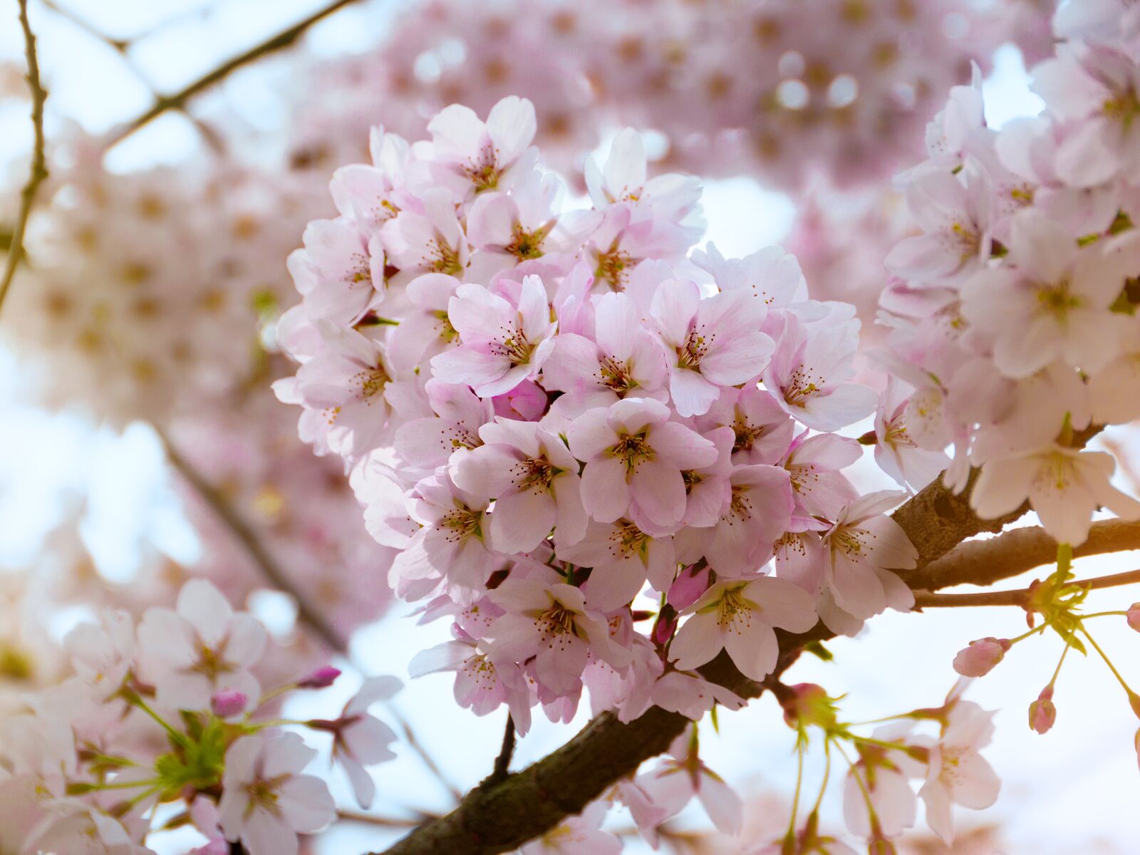 Panasonic Lumix G Vario HD 14-140mm F4-5.8 OIS sample photo. Cherry blossoms, pink, spring photography