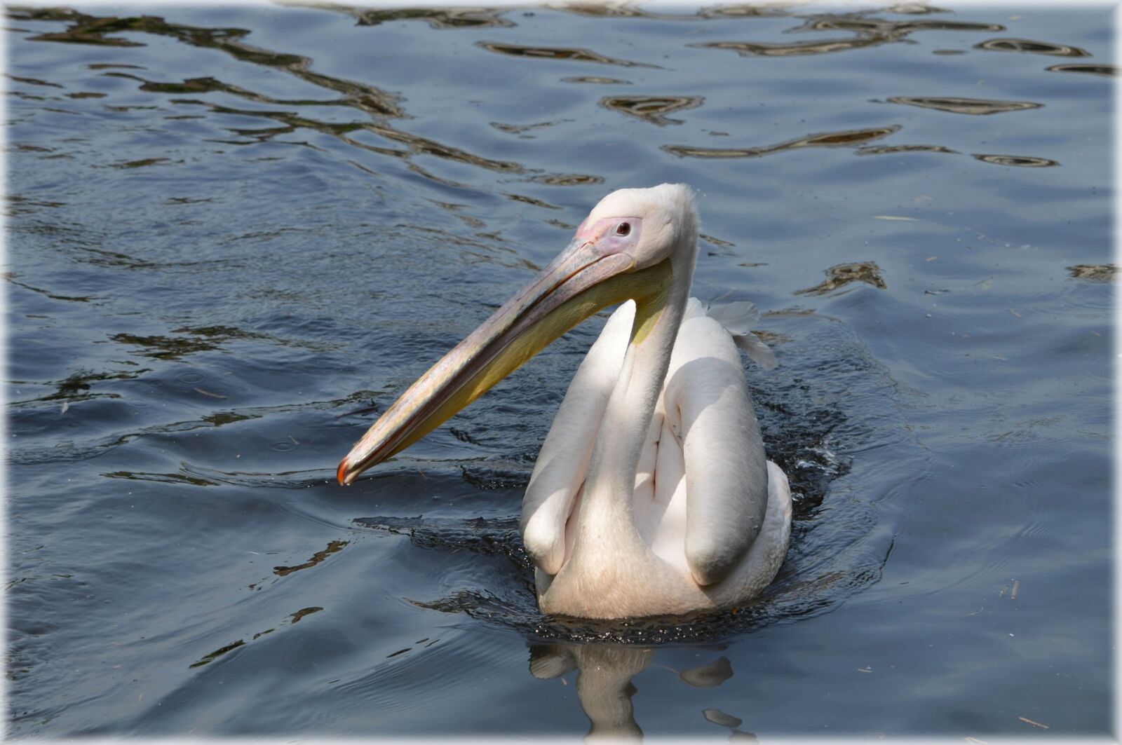 Nikon D3200 sample photo. Pelican, pink, young photography