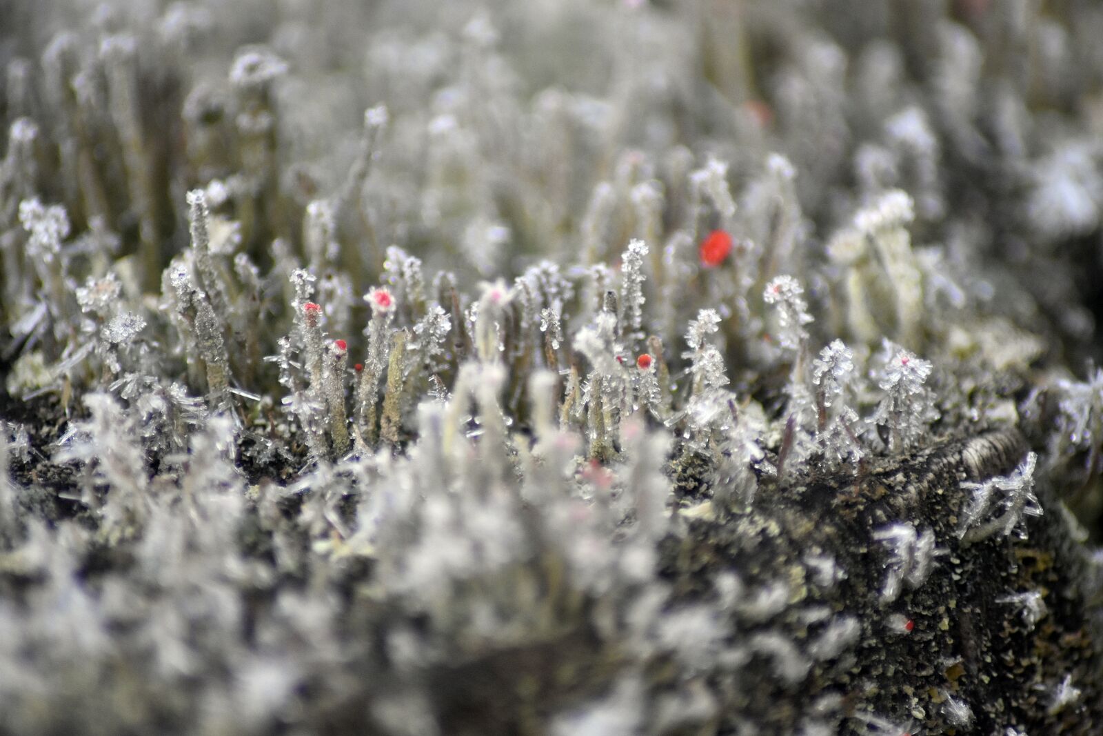 Nikon D3400 sample photo. Ground frost, frost, ice photography