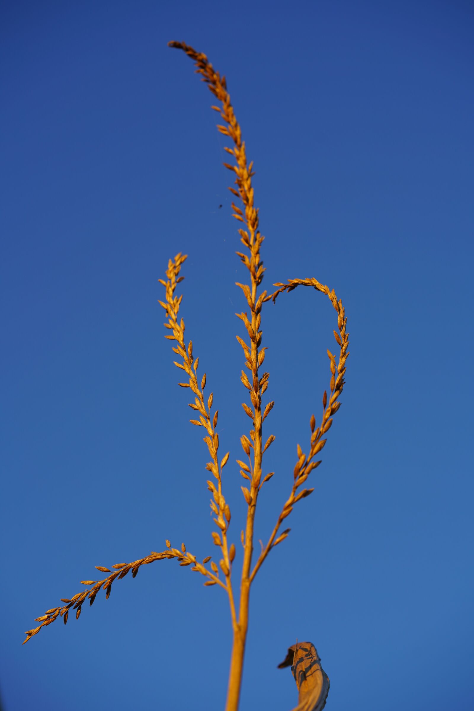 Sony a7R II + Sony FE 90mm F2.8 Macro G OSS sample photo. Corn seeds, ear-corn, maisrispe photography