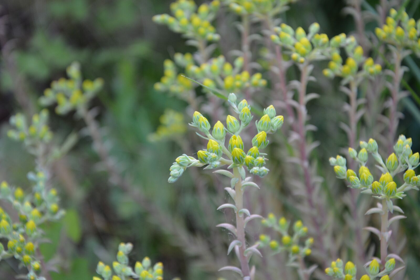 Nikon D5200 sample photo. Flowers, yellow, garden photography