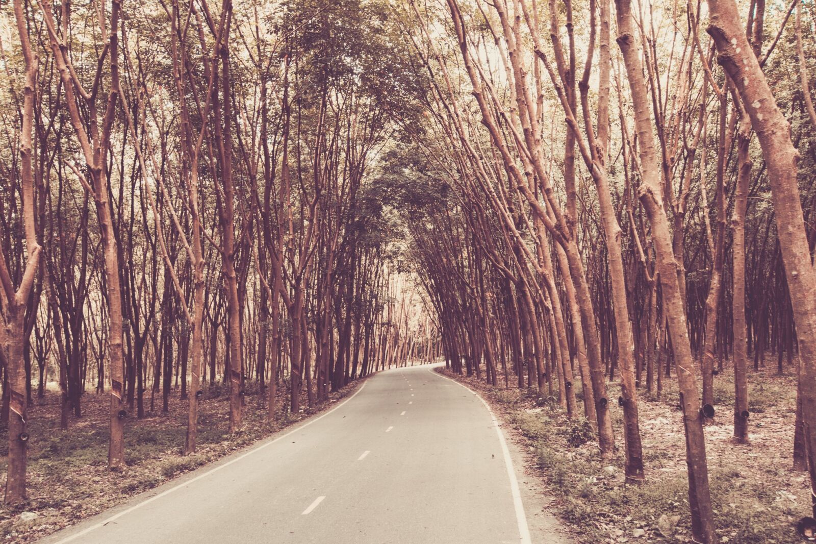 Canon EOS 70D sample photo. Rubber tree, rubber tapping photography