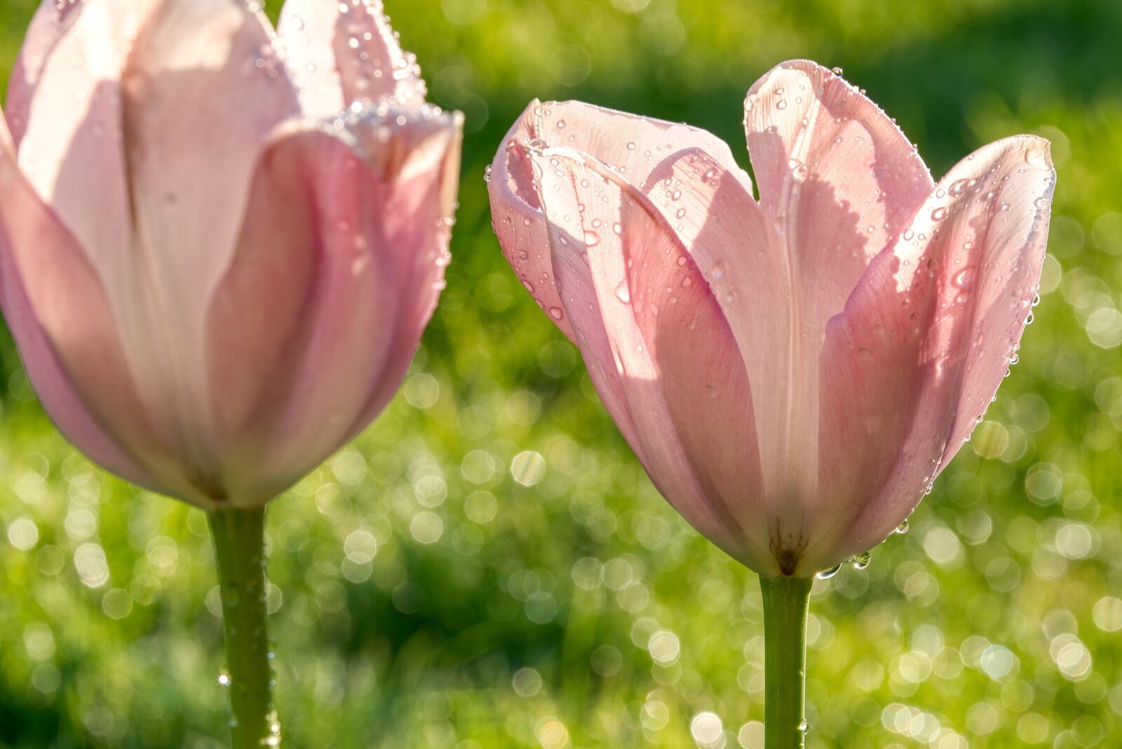 Nikon D750 sample photo. Tulips, pink, translucent photography