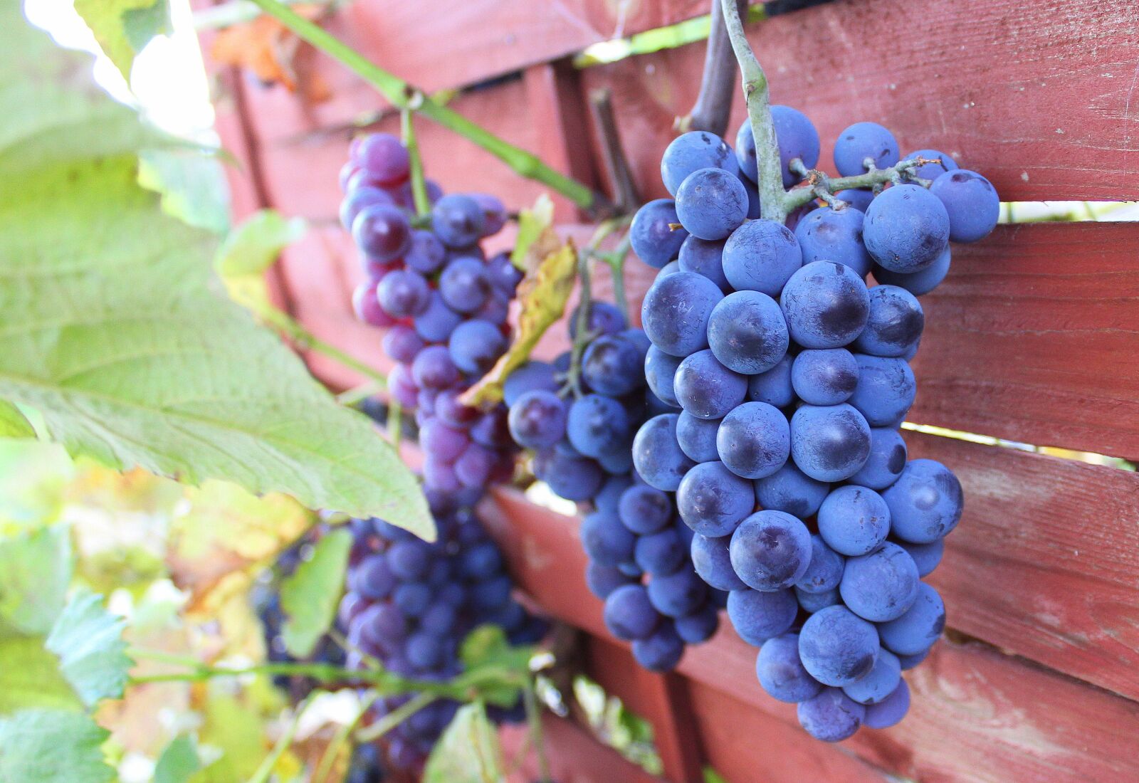 Canon EOS 1200D (EOS Rebel T5 / EOS Kiss X70 / EOS Hi) sample photo. Grapes, autumn, fruit photography