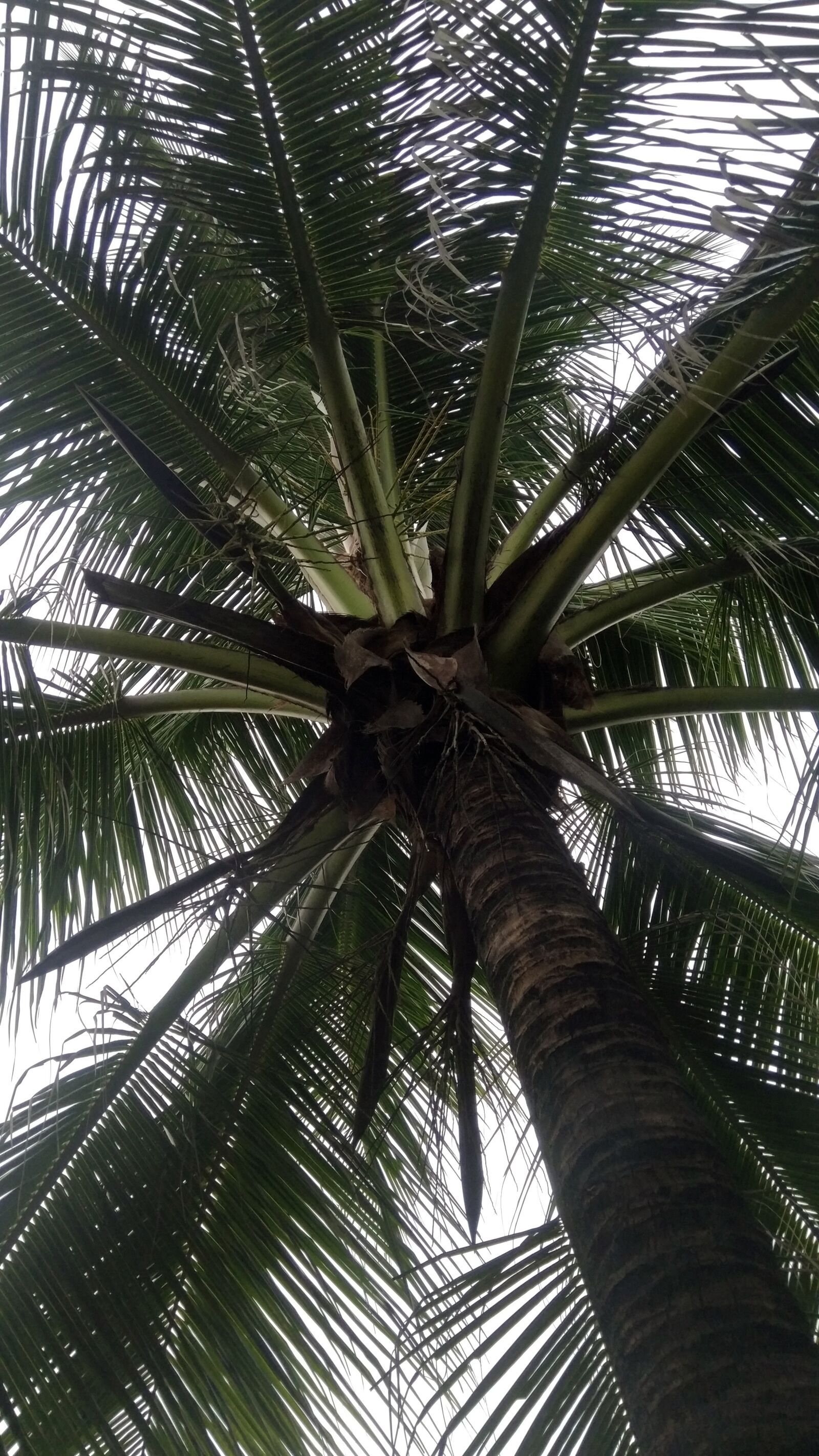 Xiaomi MIX sample photo. Palm, tree, tropical photography