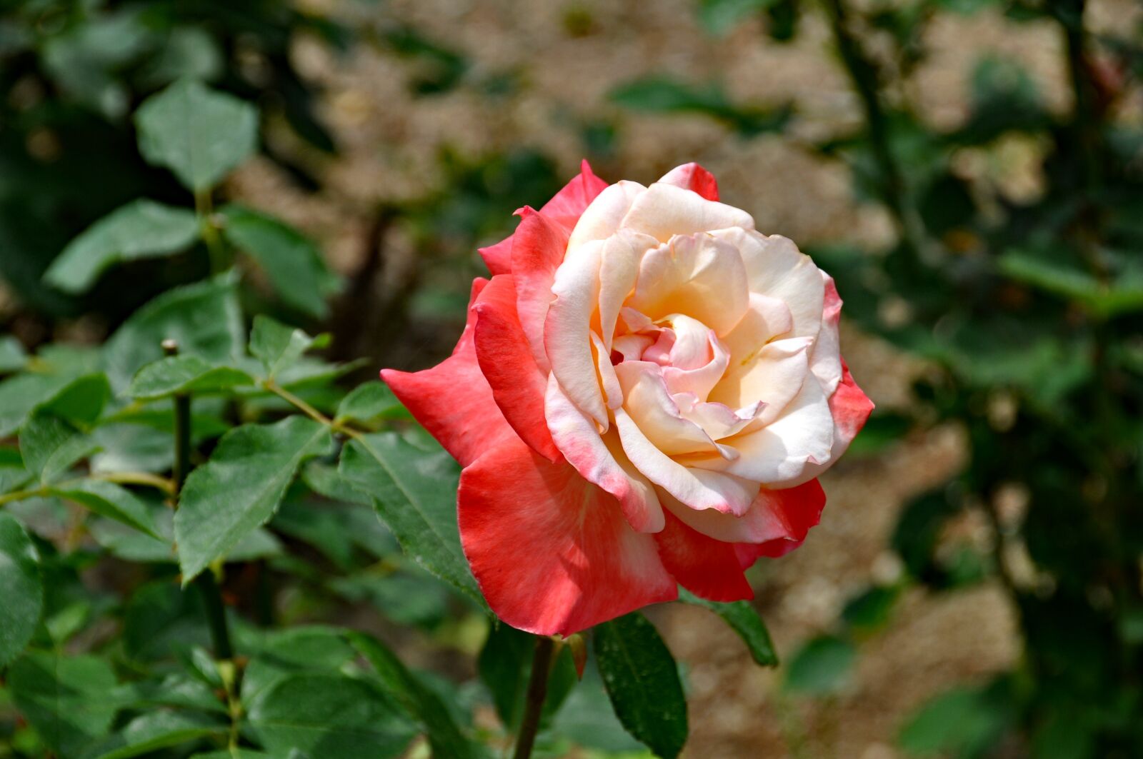 Nikon D90 sample photo. Rose, roses, flowers photography