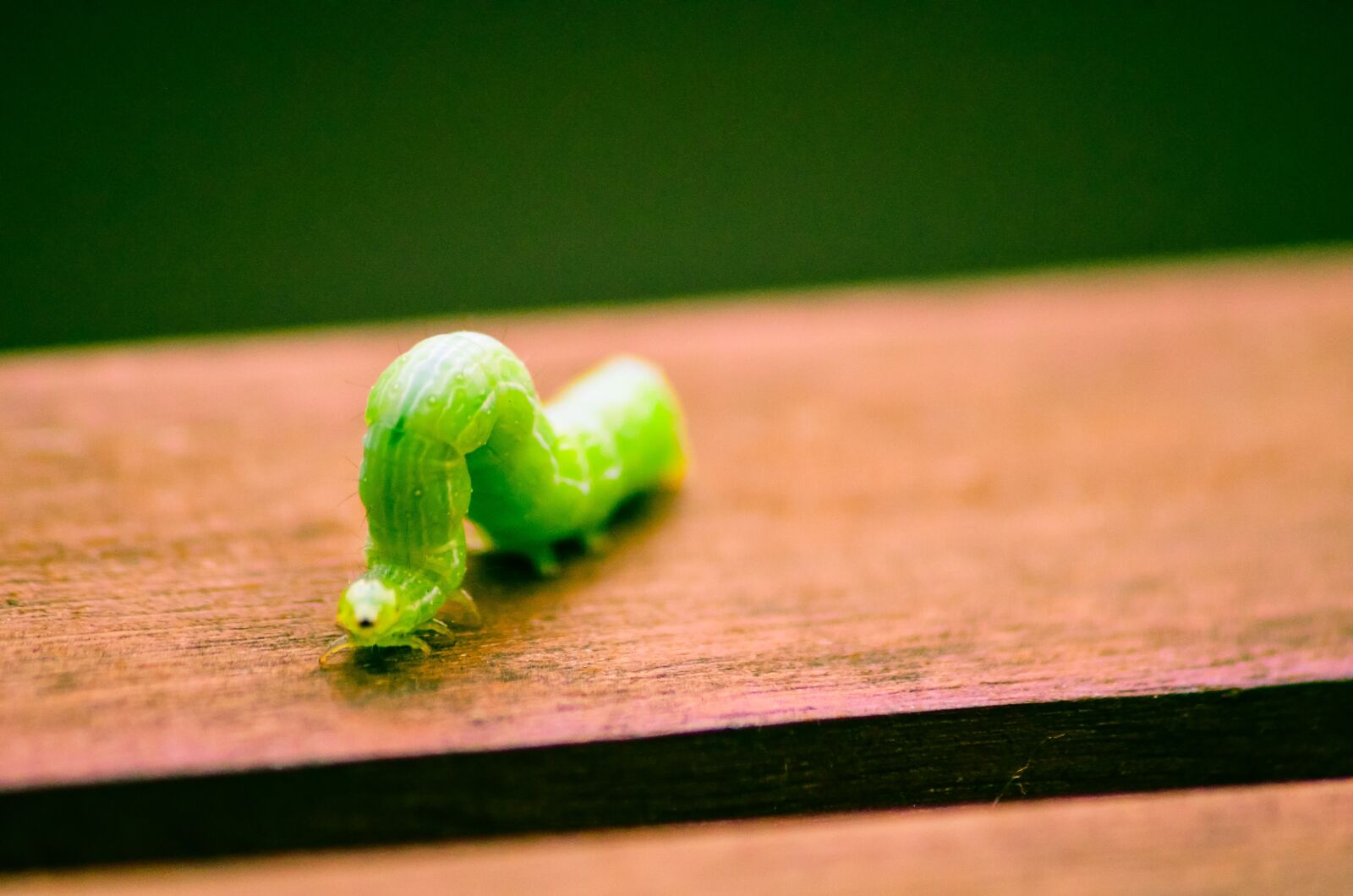 Nikon D5100 sample photo. Caterpillar, bug, macro photography