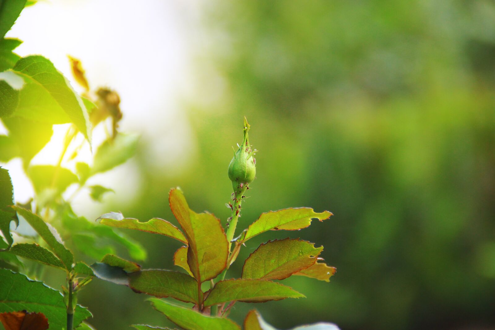Canon EOS 600D (Rebel EOS T3i / EOS Kiss X5) sample photo. Plants, nature, garden photography