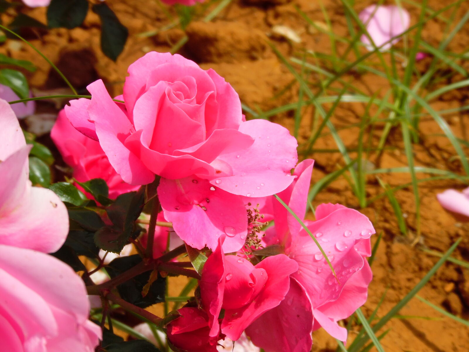 Samsung WB1100F/WB1101F/WB1102F sample photo