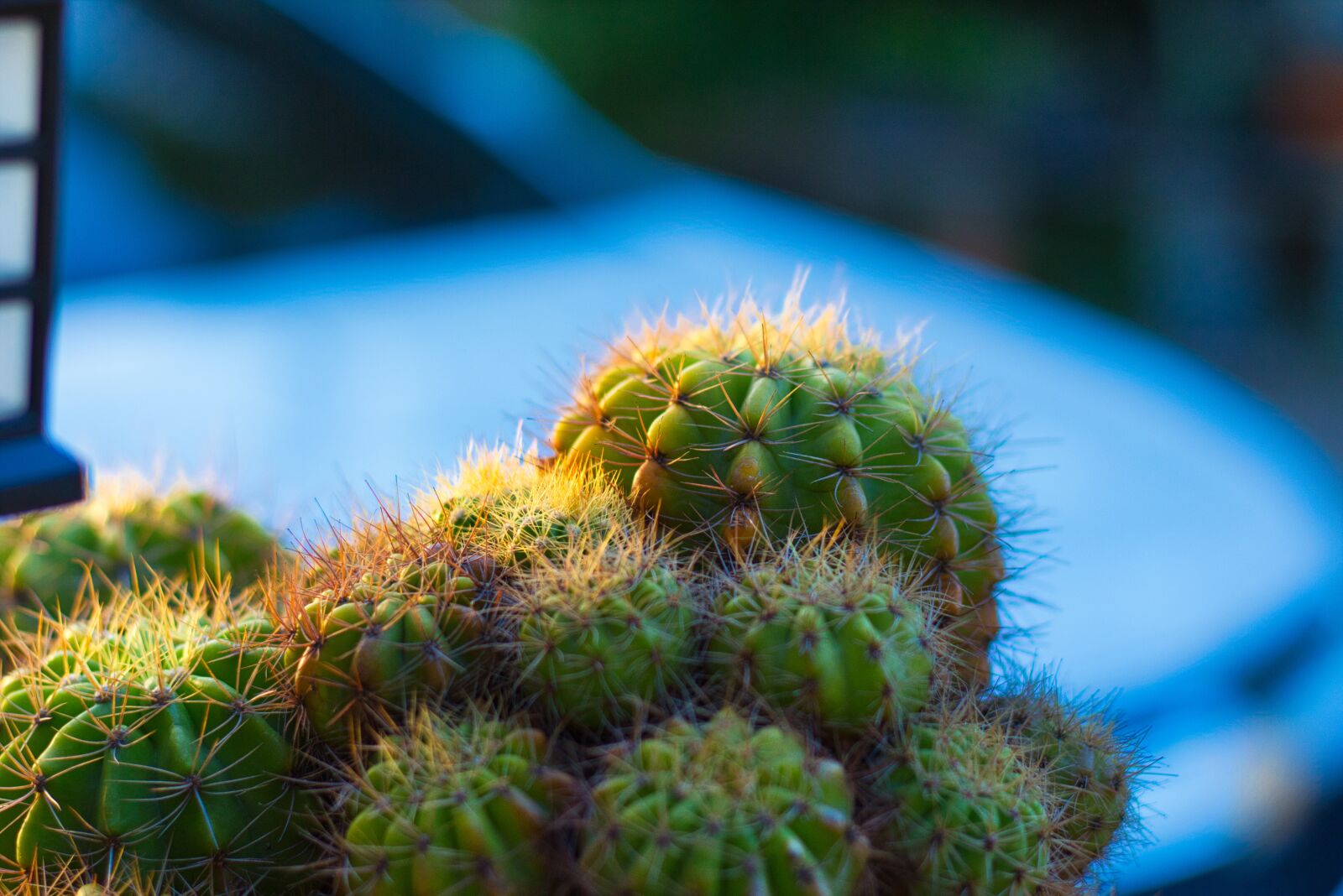 Canon EOS 700D (EOS Rebel T5i / EOS Kiss X7i) + Canon EF 50mm F1.8 STM sample photo. Plant, spikes, thorns photography