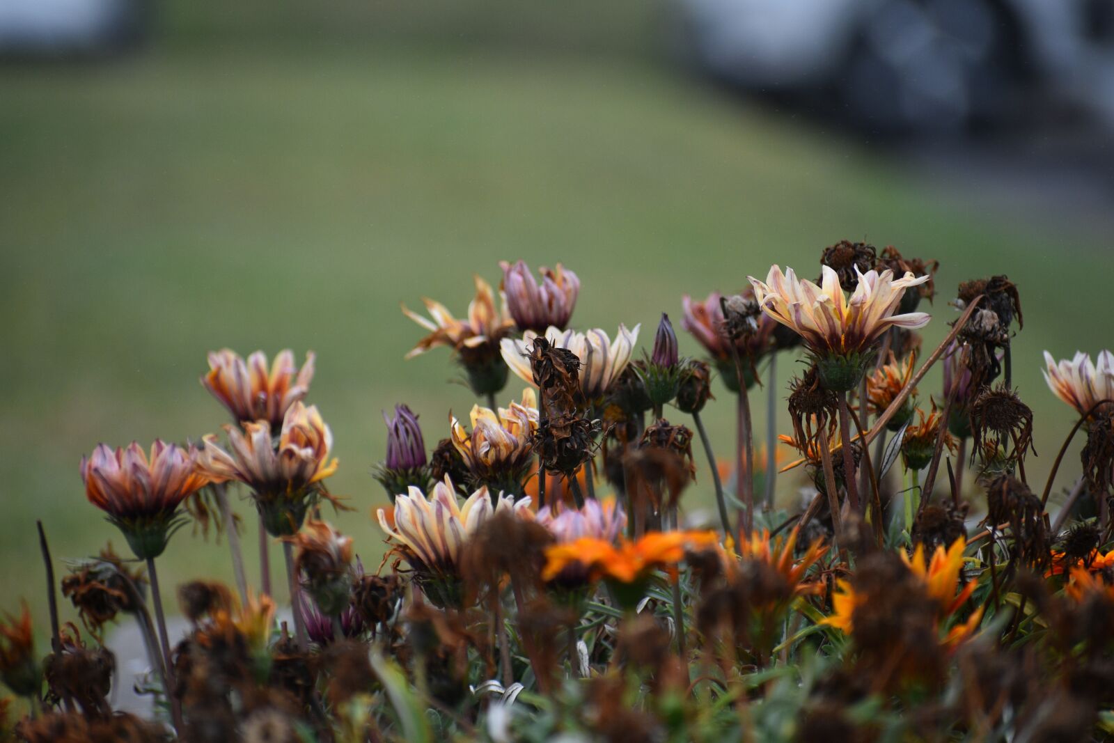 Nikon D3400 sample photo. Flowers, flower, spring photography