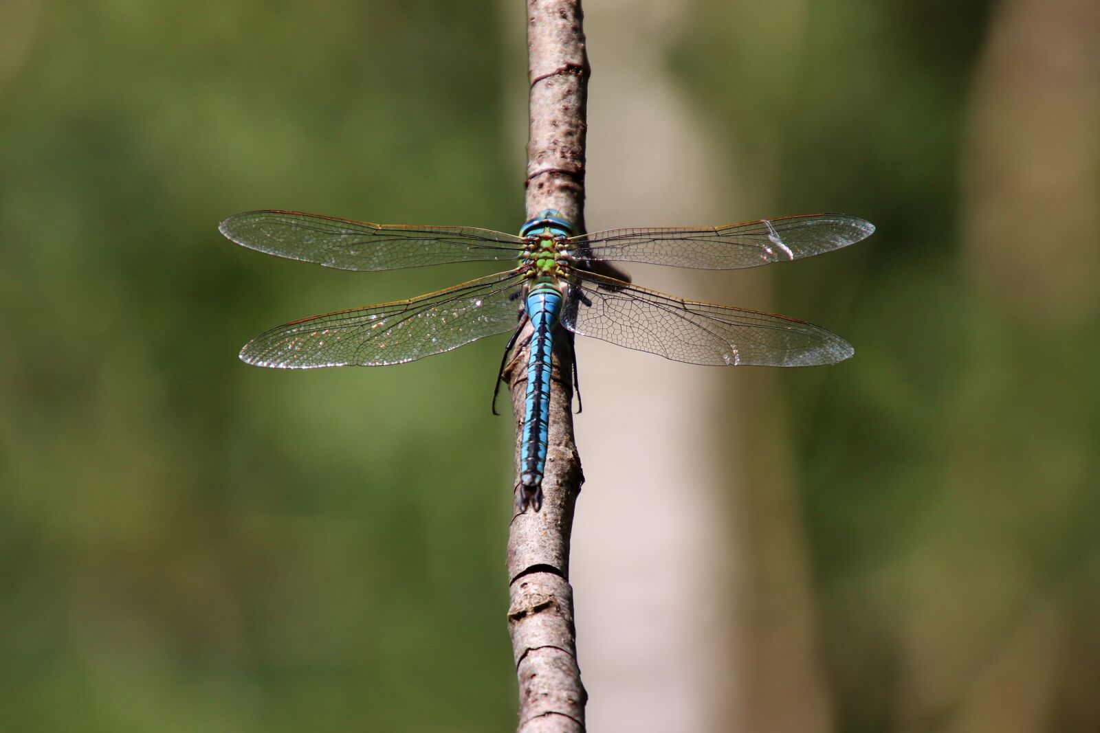 Tamron 18-400mm F3.5-6.3 Di II VC HLD sample photo. Parthenope, dragonfly, insect photography