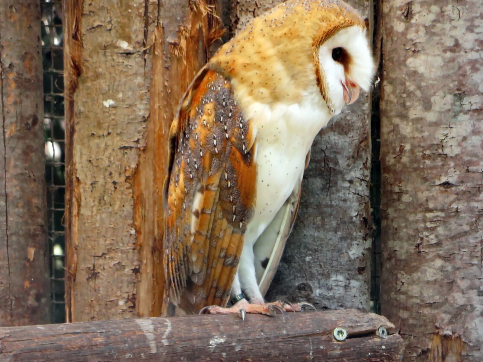 Canon PowerShot SX270 HS sample photo. Owl, scares, lady-white photography