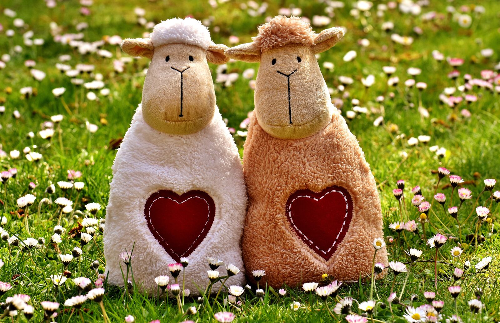 Nikon D7200 sample photo. Sheep, love, heart photography