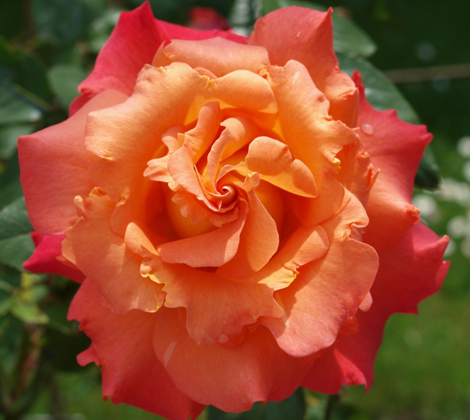 Olympus E-520 (EVOLT E-520) sample photo. Flower, rose, petal photography
