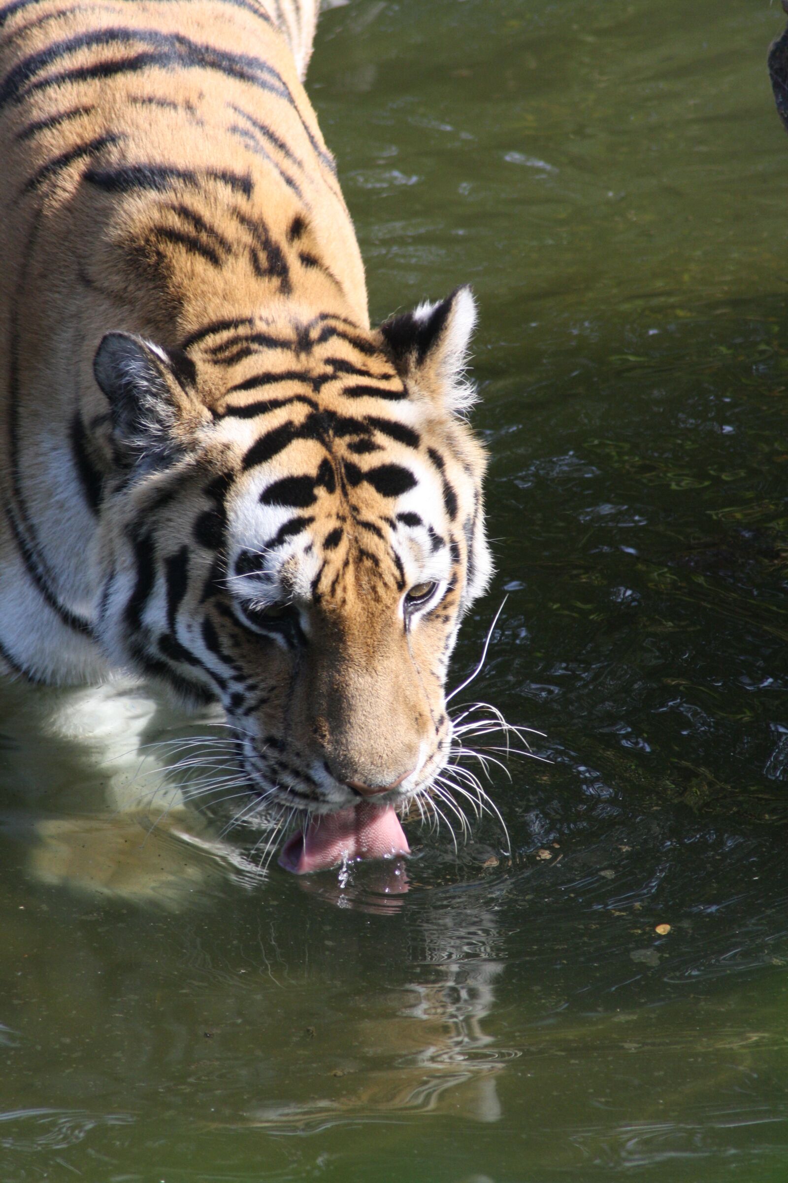 Canon EOS 1000D (EOS Digital Rebel XS / EOS Kiss F) sample photo. Tigers, zoo, stripes photography