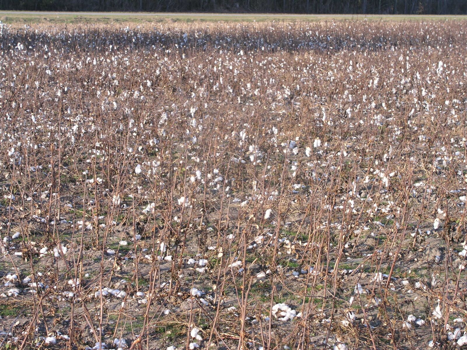 Olympus C5050Z sample photo. Cotton, crop, plant photography