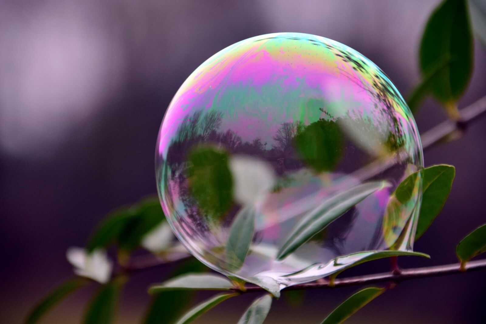 Nikon D3300 sample photo. Macro, leaf, sphere, branch photography
