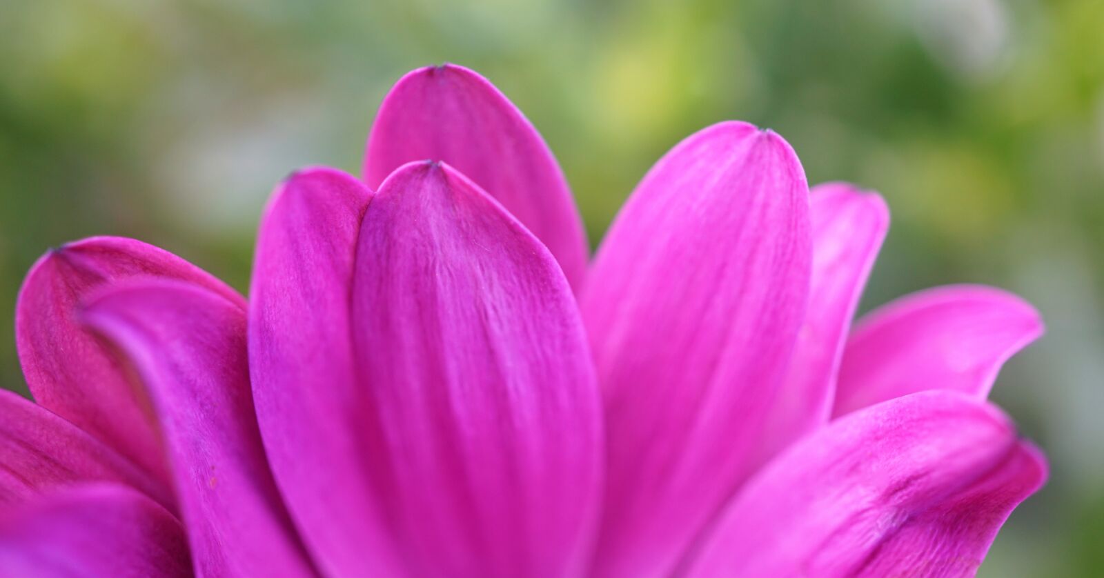 Sony a6000 sample photo. Pink petals, strong color photography
