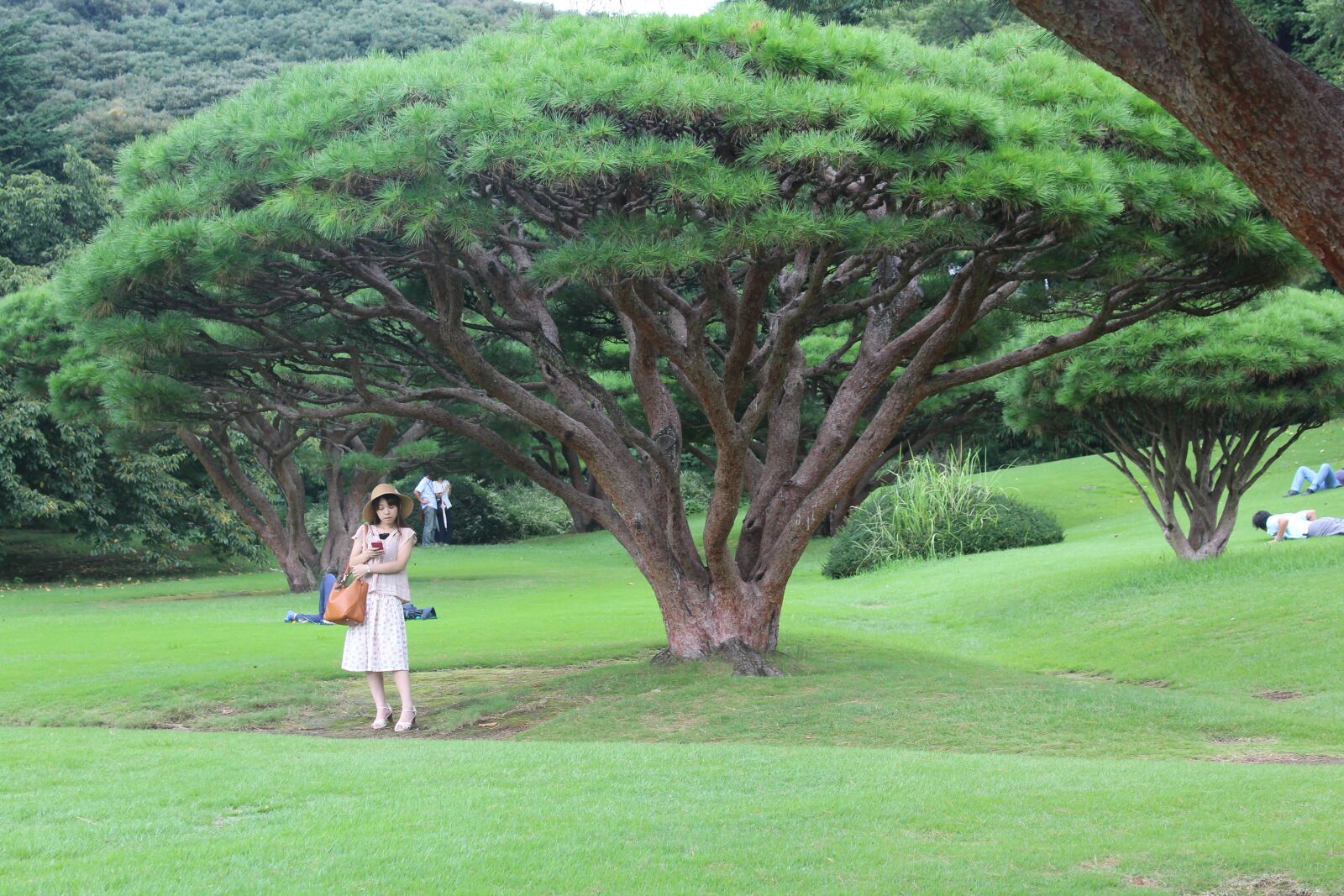 Canon EOS 1300D (EOS Rebel T6 / EOS Kiss X80) sample photo. Japan, tokyo, garden photography