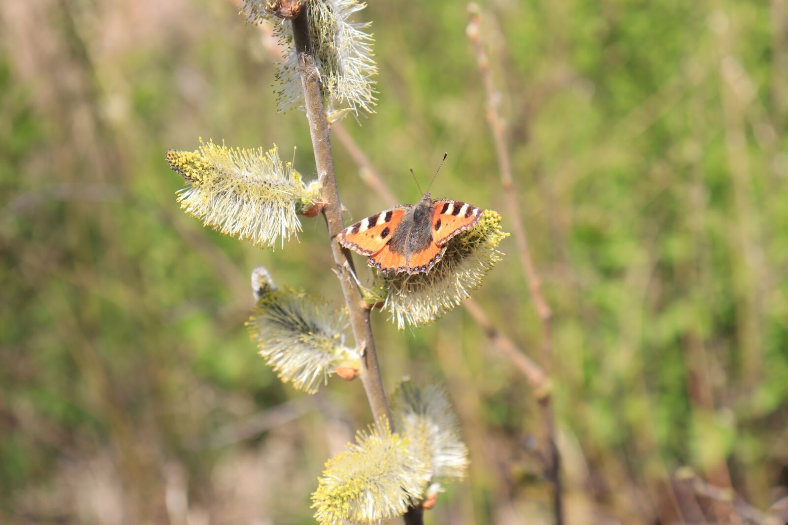 Canon EOS 77D (EOS 9000D / EOS 770D) sample photo. Tortoise shell butterfly, butterfly photography