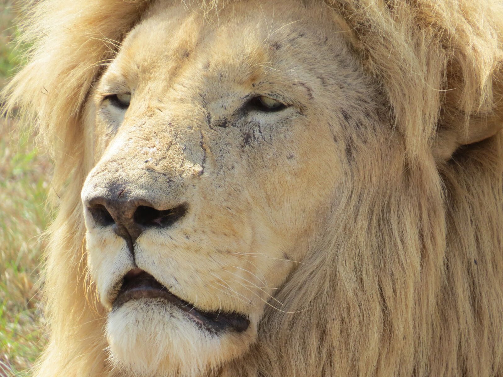 Canon PowerShot SX50 HS sample photo. White lion, south africa photography