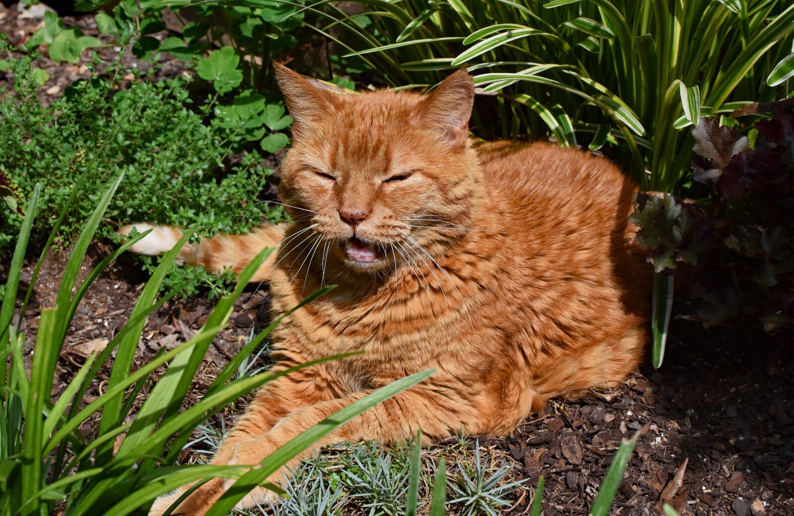 Nikon D3300 sample photo. Garden cat, about to photography