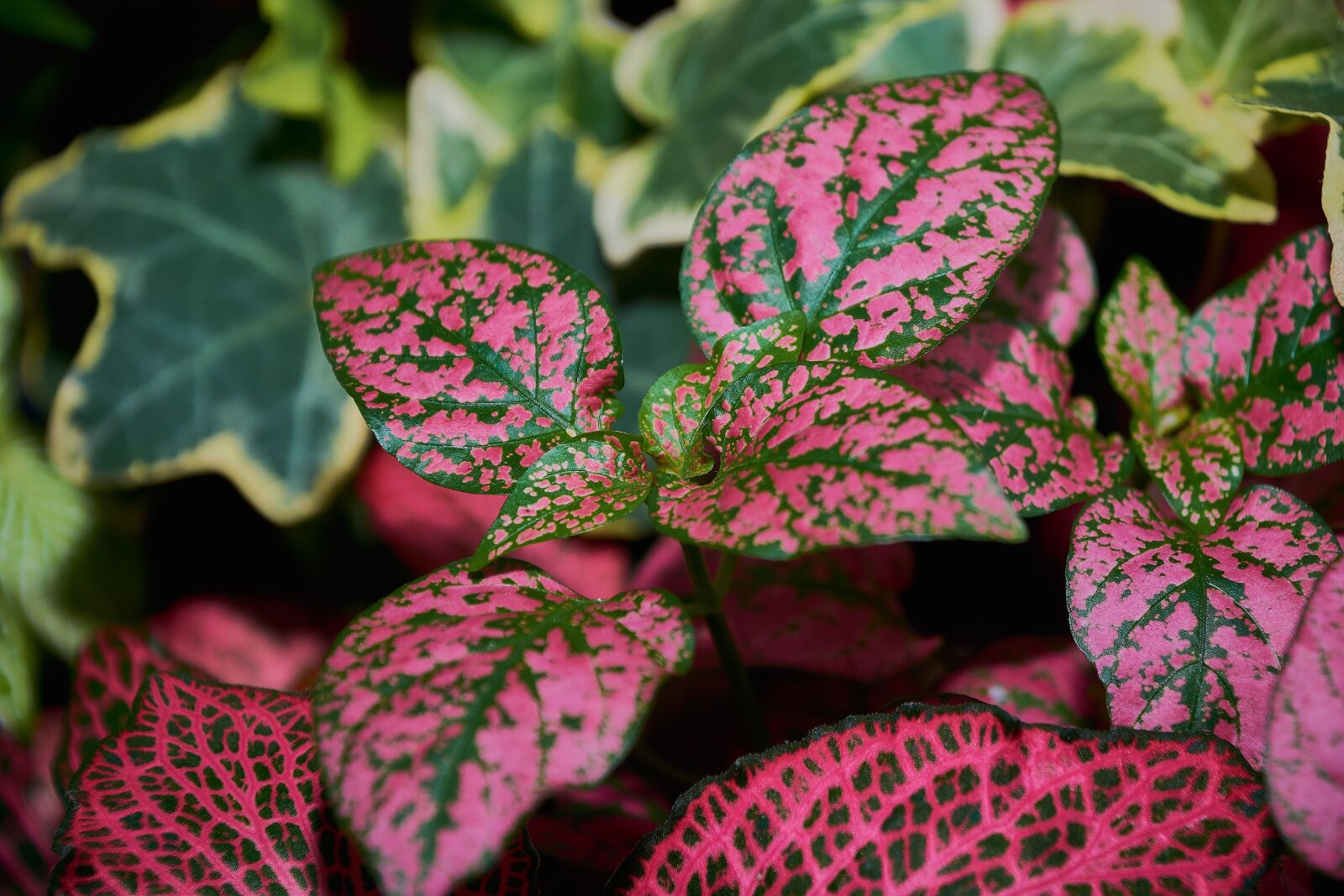 Nikon D7200 sample photo. Leaves, garden, nature photography
