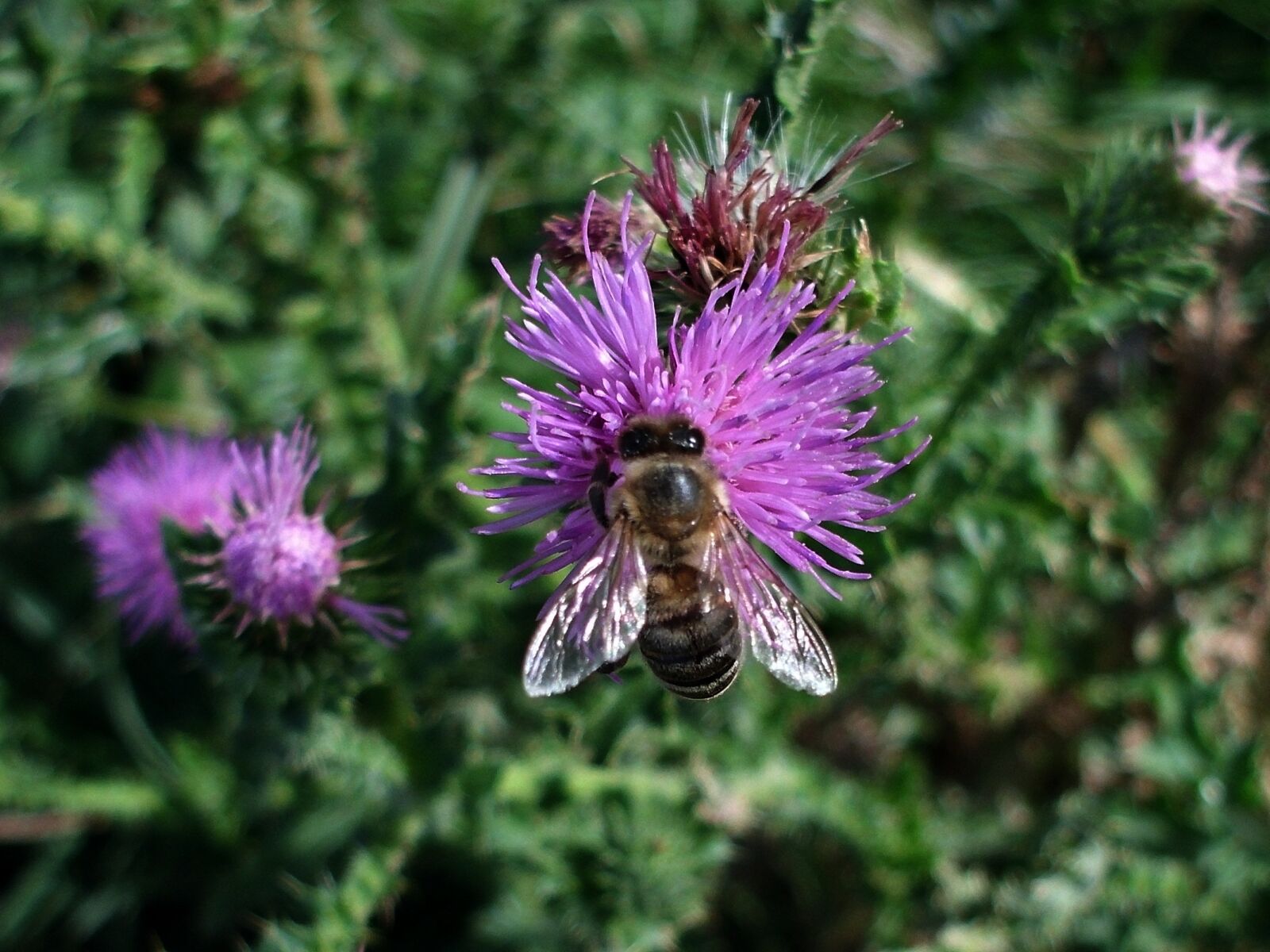 CASIO EX-Z16 sample photo. Thistle, meadow, nature photography