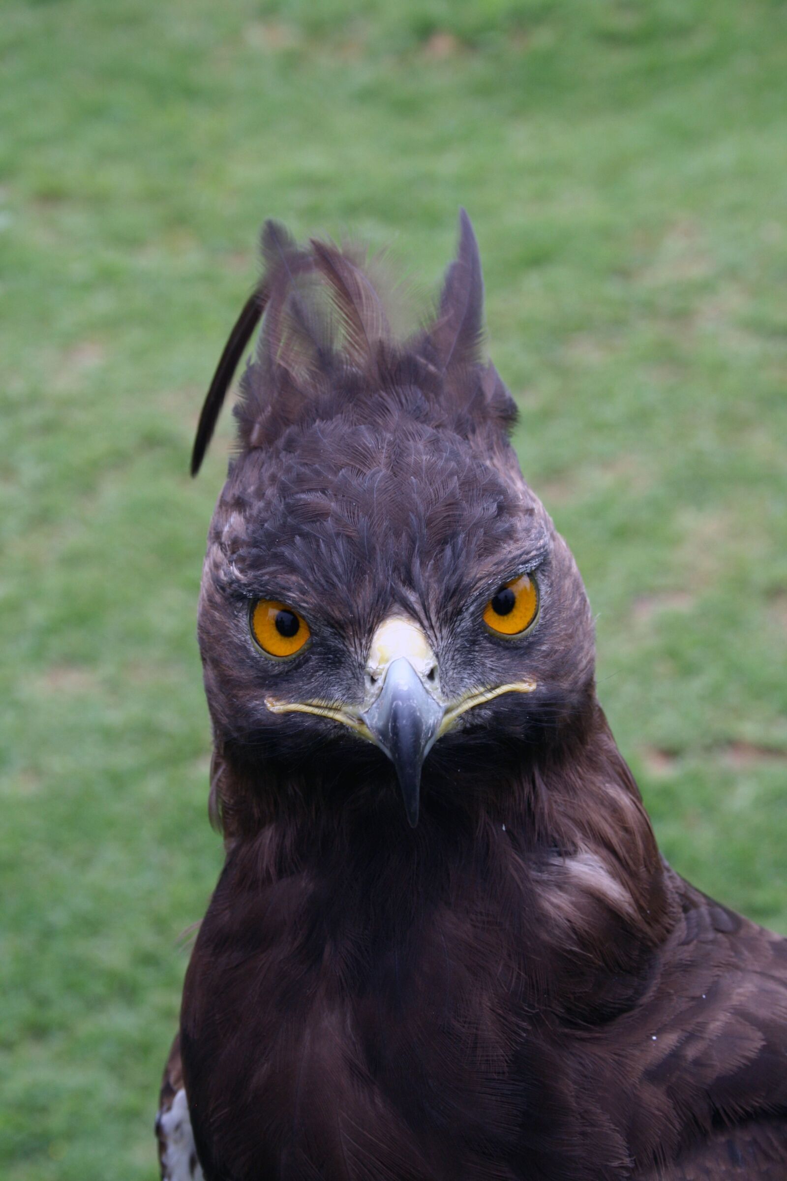 Canon EOS 400D (EOS Digital Rebel XTi / EOS Kiss Digital X) sample photo. Crowned eagle, bird, feathers photography