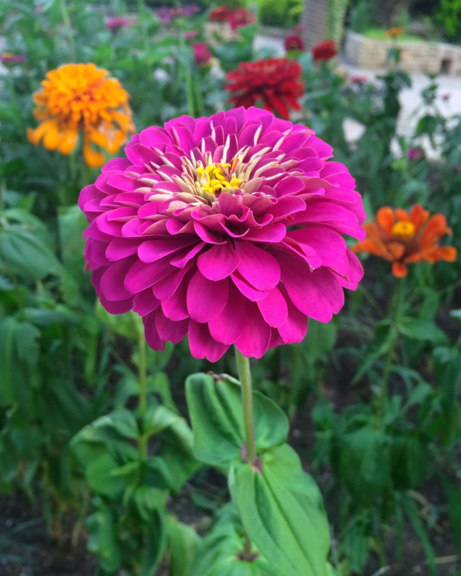 iPhone 5s back camera 4.15mm f/2.2 sample photo. Flowers, dahlia, pink photography