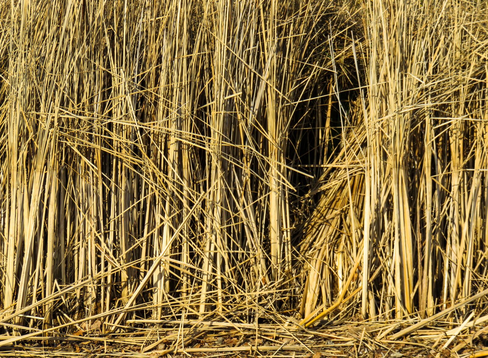 Canon PowerShot SX710 HS sample photo. Texture, background, reed photography