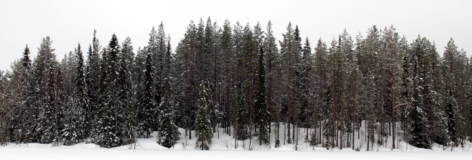 Canon EOS 700D (EOS Rebel T5i / EOS Kiss X7i) sample photo. Snow, forest, winter photography