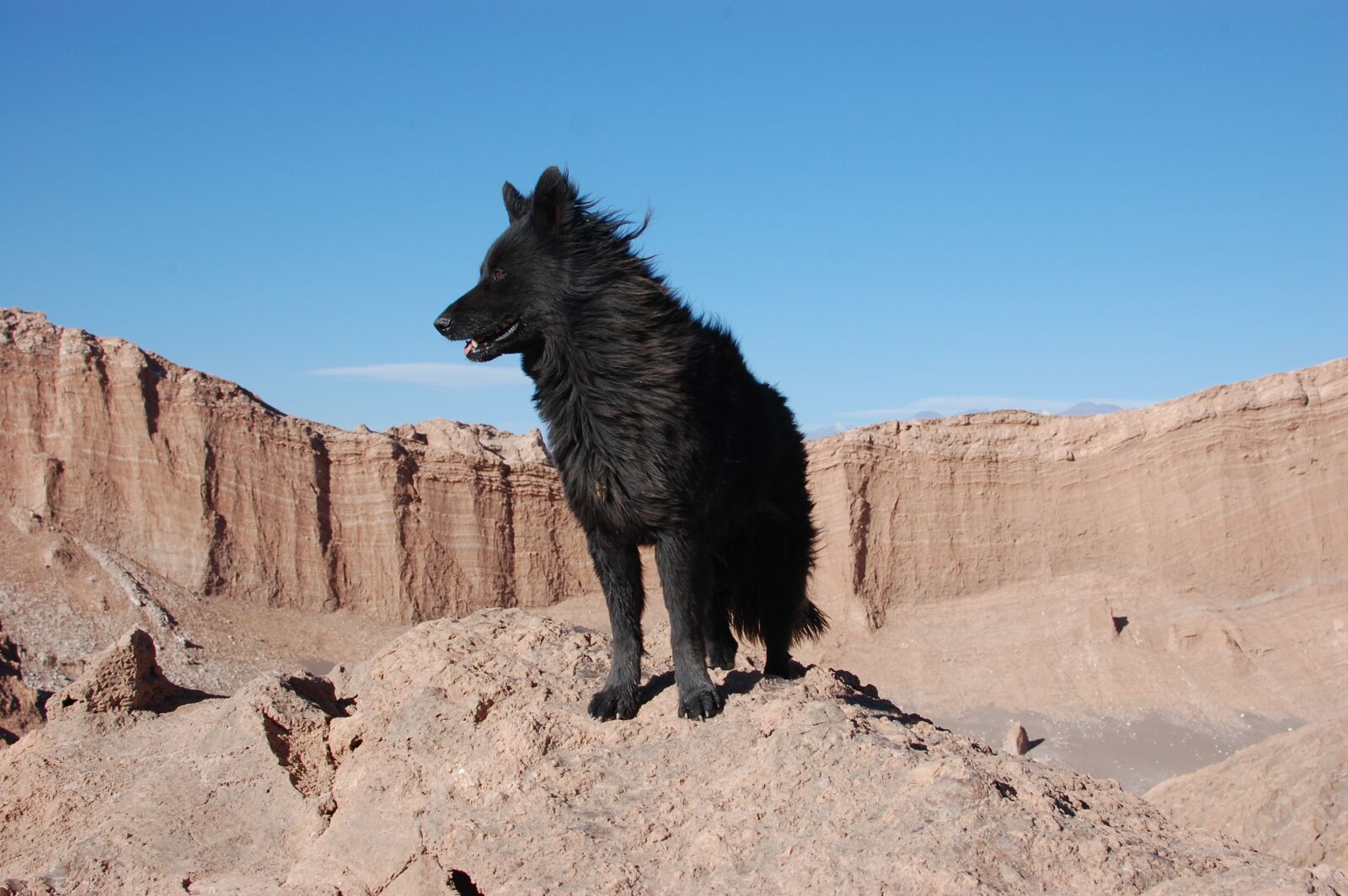 Nikon D40 sample photo. Dog, black, desert photography