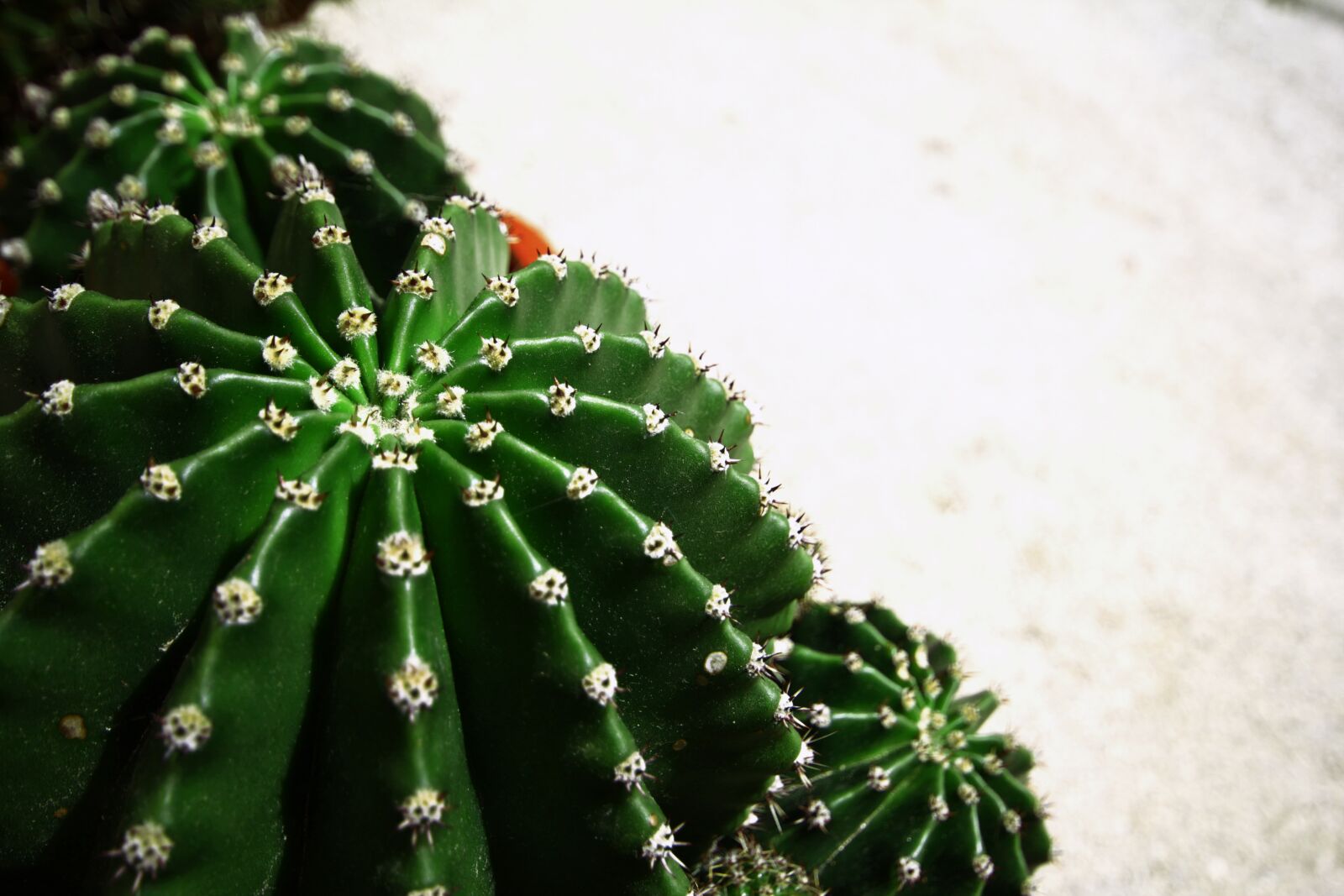 Canon EOS 550D (EOS Rebel T2i / EOS Kiss X4) sample photo. Cacti, cactus, plant photography