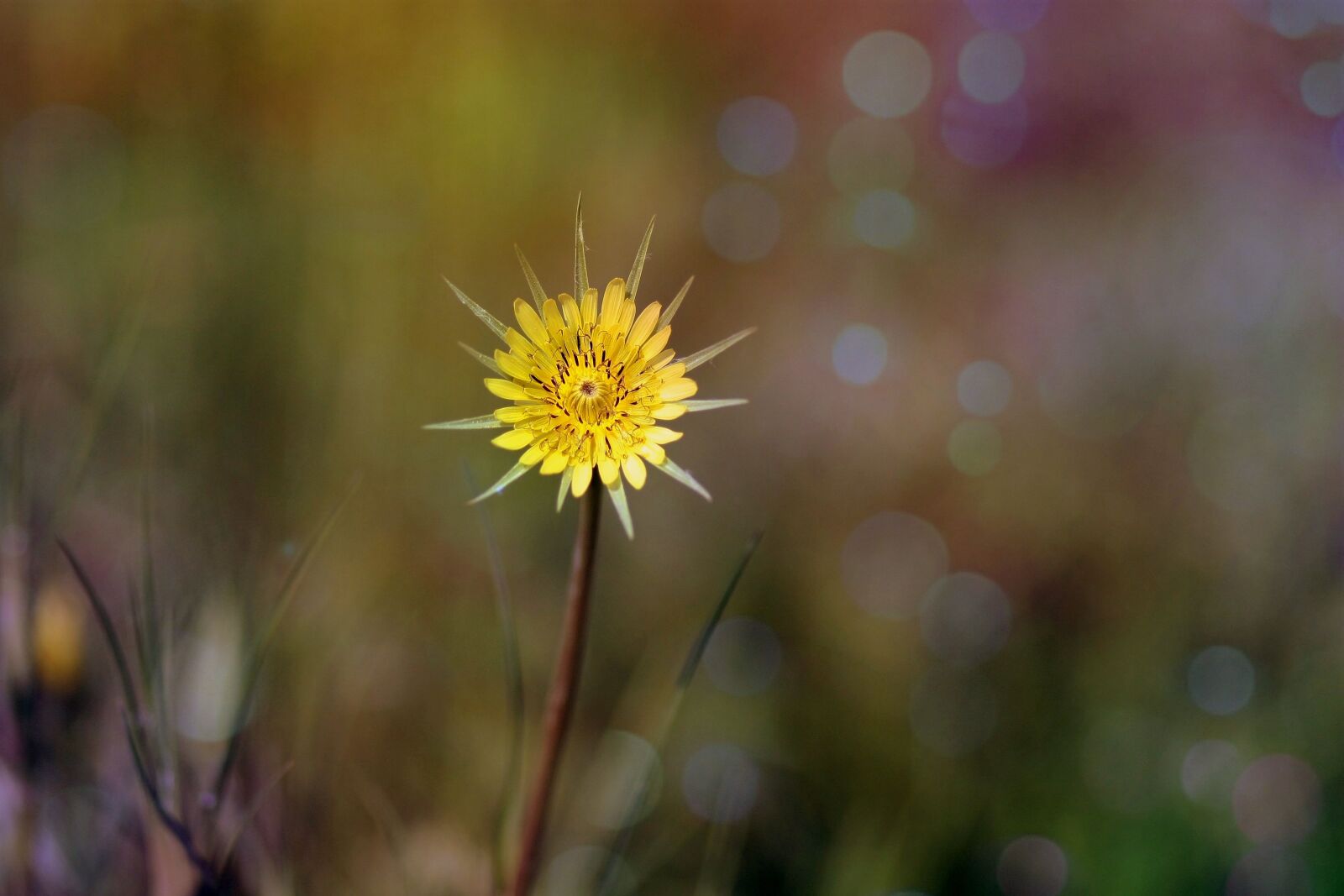 Canon EOS 450D (EOS Rebel XSi / EOS Kiss X2) sample photo. Dandelion, yellow, flower photography