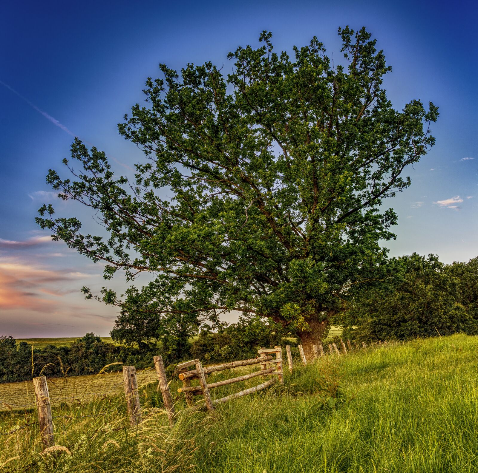 Sony a6300 + Sigma 30mm F2.8 EX DN sample photo. Pasture, tree, meadow photography