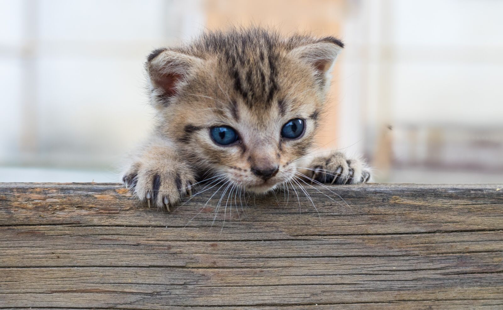 Canon EOS 7D Mark II sample photo. Kitty, cat, pet photography