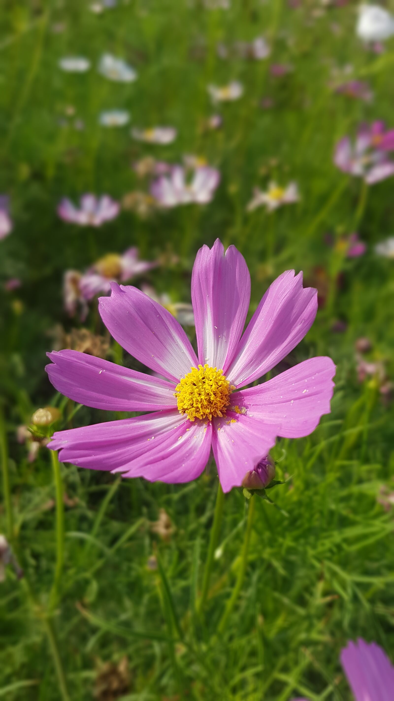 Samsung Galaxy S7 Edge sample photo. Beauty, flower, color photography