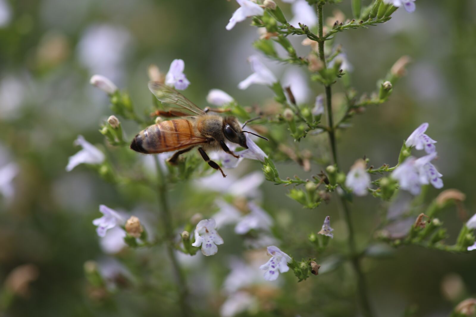 Canon EF 180mm F3.5L Macro USM sample photo. Nature, insect, flower photography