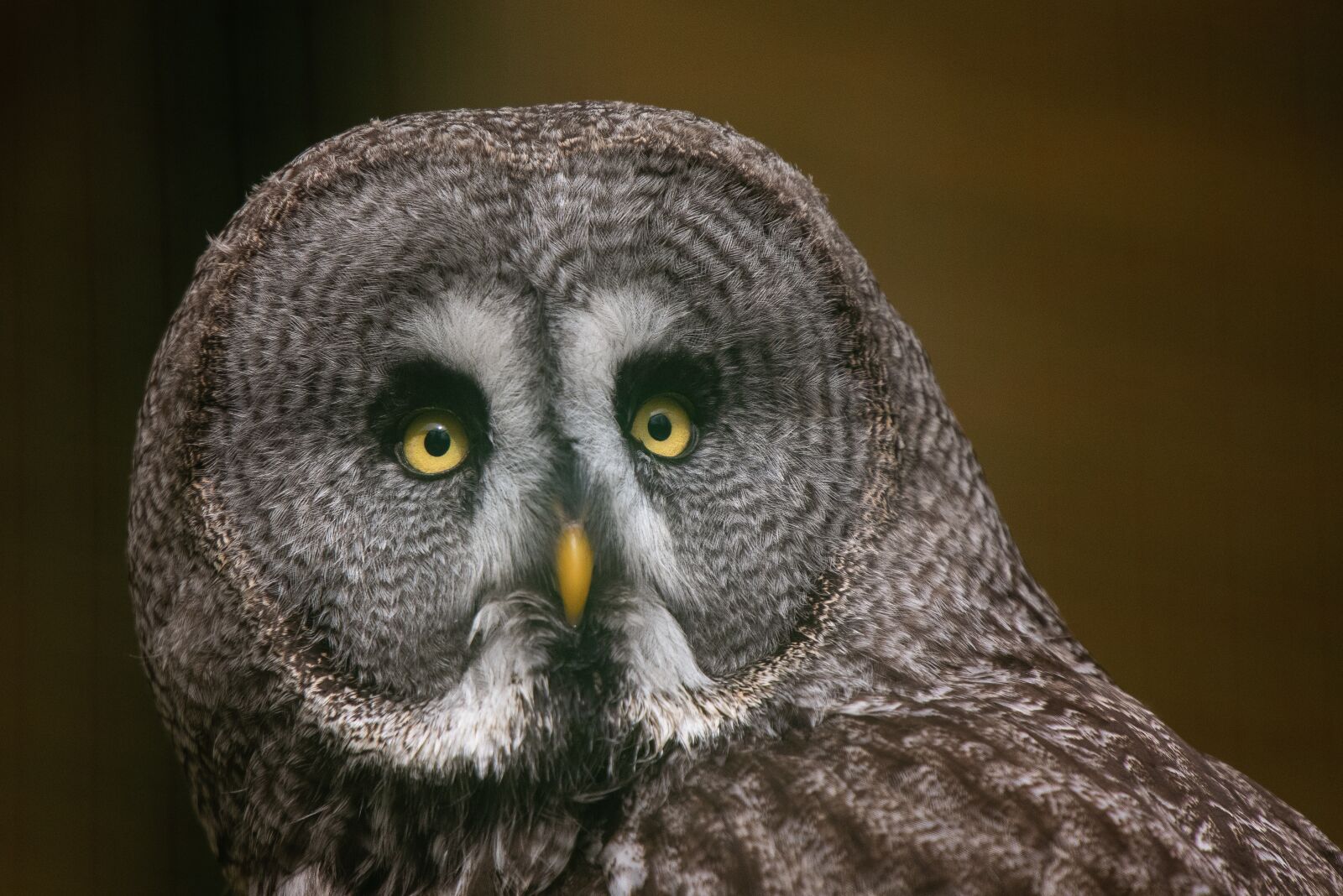 Nikon D750 sample photo. Animals, birds, zoo photography