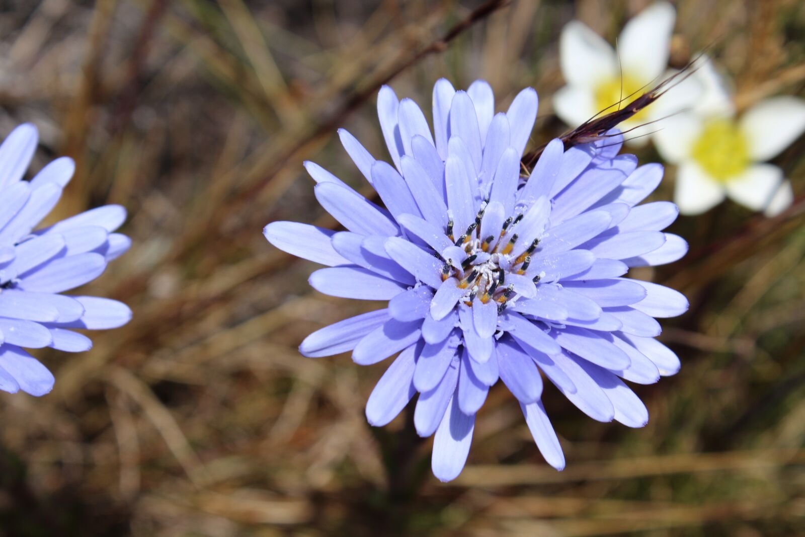 Canon EOS 1200D (EOS Rebel T5 / EOS Kiss X70 / EOS Hi) sample photo. Flor, jalca, cajamarca photography